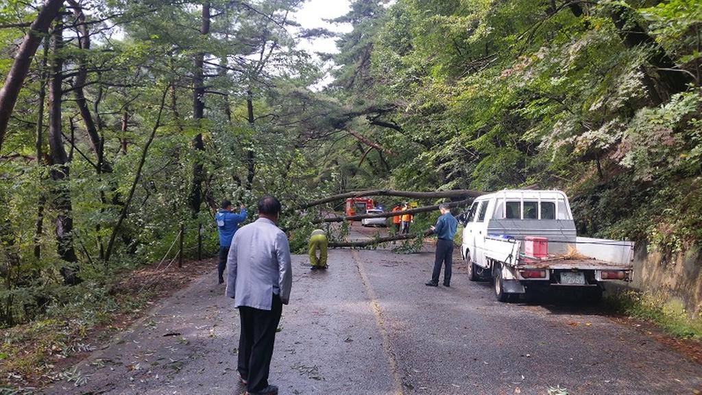 합천군 가야면 해인사 진입로 재해위험목 사전제거
