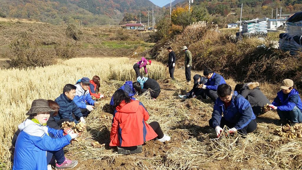 합천읍 사회단체협의회 농촌일손돕기