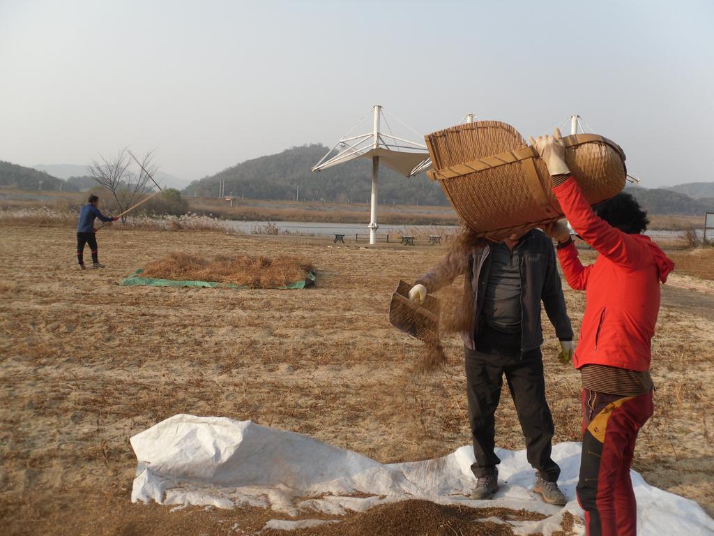 합천군 율곡면, 하트공원 메밀 수확