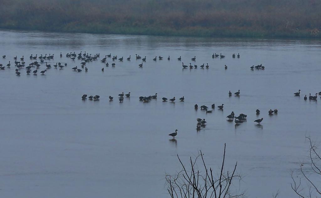 합천천 , 하천정비로 겨울철새 날아들다