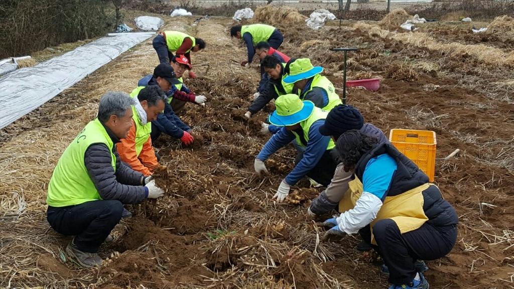 황강로타리클럽 생강수확 일손돕기 봉사활동