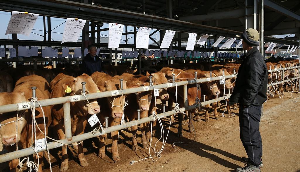 합천한우 경매시장 임시개장 