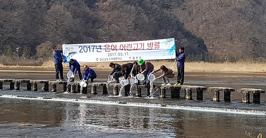 합천군, 황강에 어린 은어 2만 마리 방류