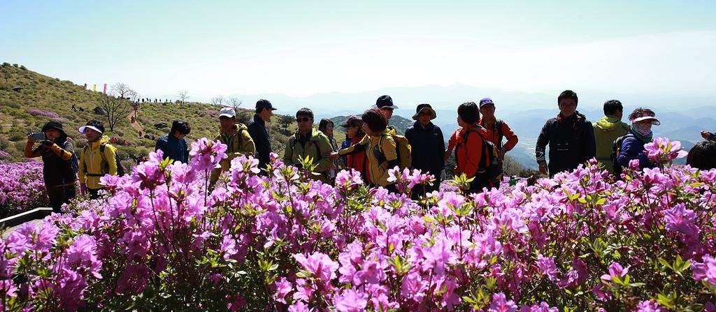  합천 황매산 철쭉제 4월 30일부터 15일간 -