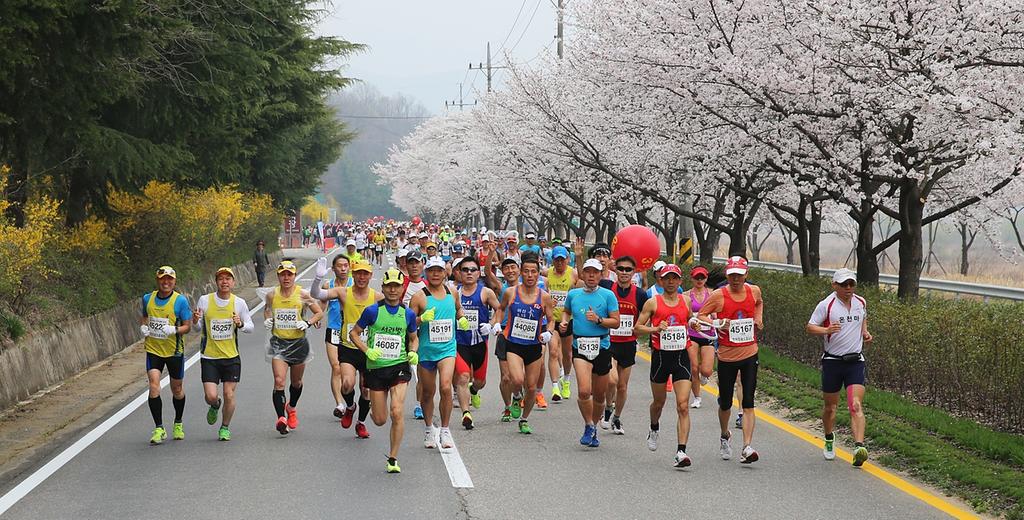 제16회 합천벚꽃마라톤대회 준비 마무리에 박차