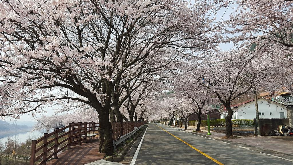 봉산, 합천호 벚꽃길 봄이 활짝! 상춘객 북적