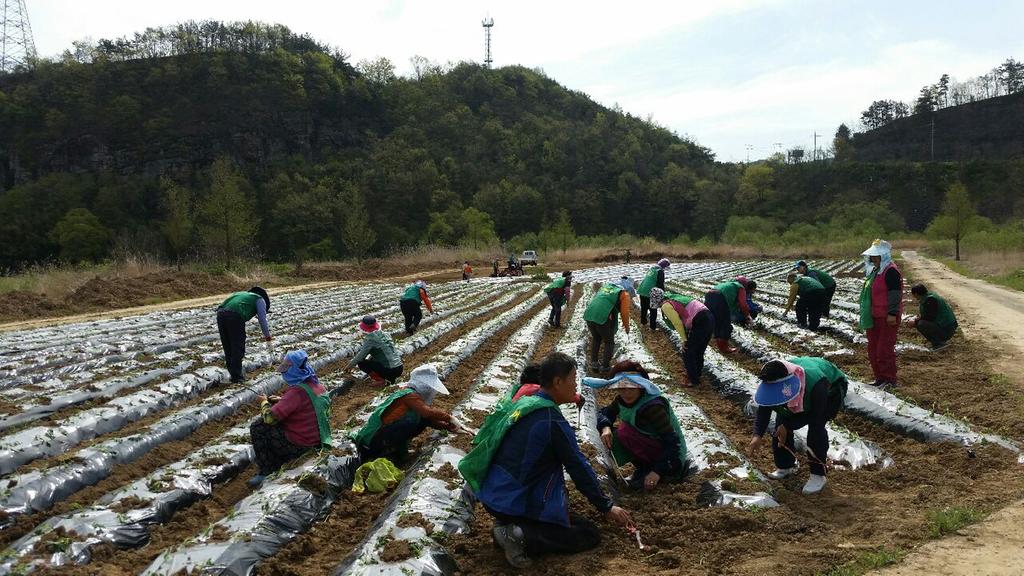 수변생태공원 주변 자투리땅 활용 고구마 식재
