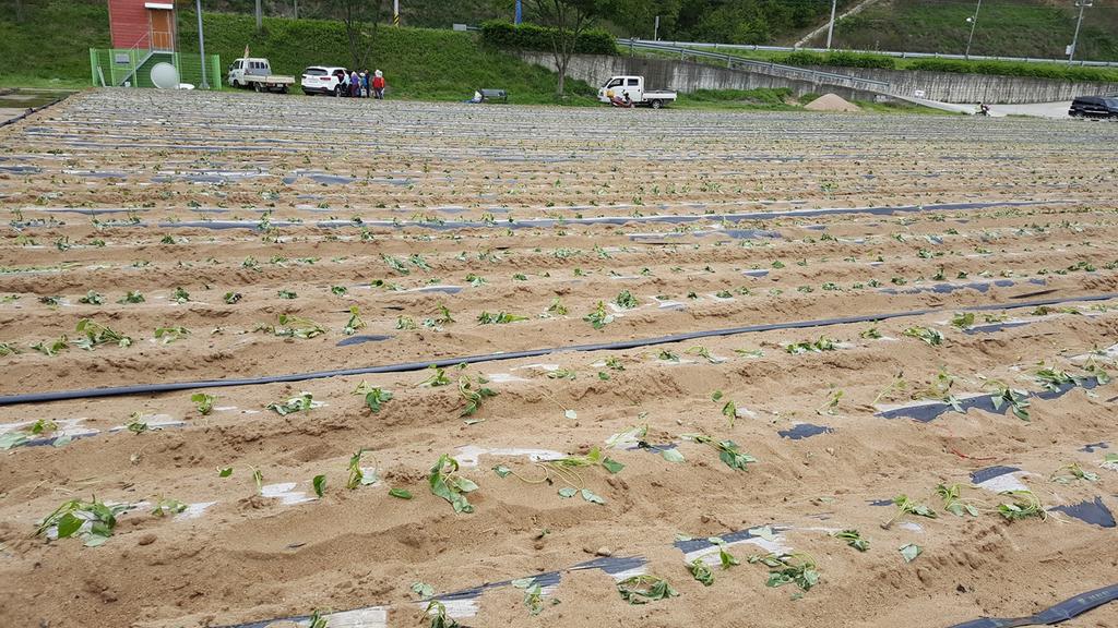 율곡면, 사랑의 고구마 심기 완료!
