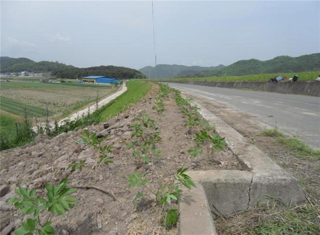 청덕면 가현마을 둘레길 함박꽃길 조성