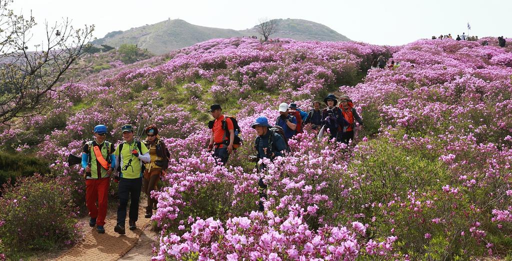 합천 황매산철쭉제, 막바지 준비에 구슬땀