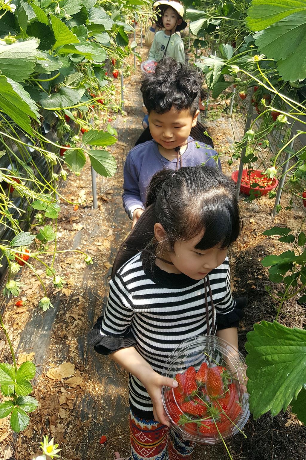 율곡면, 고사리 손과 빨간 딸기가 만난 날