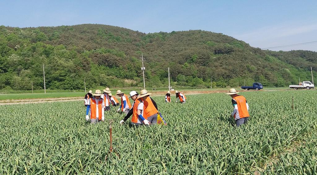 부산 부경대 학생들, 합천군 덕곡면에서 농촌봉사활동 실시