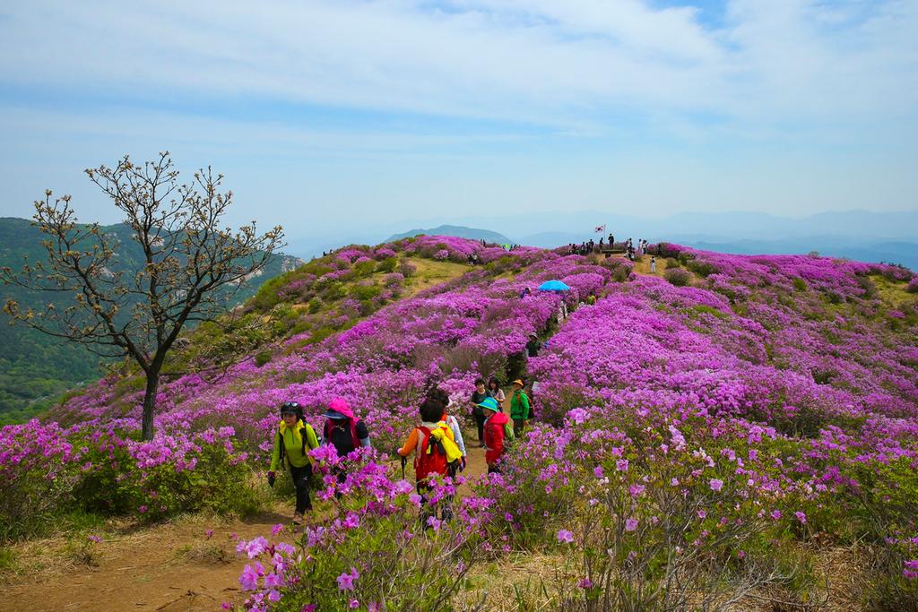 제21회 합천황매산철쭉제, 봄꽃 축제 중의 백미