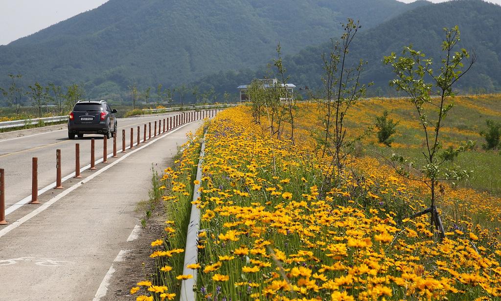 청덕면, 합천보 제방 금계국 꽃으로 황금빛 물결