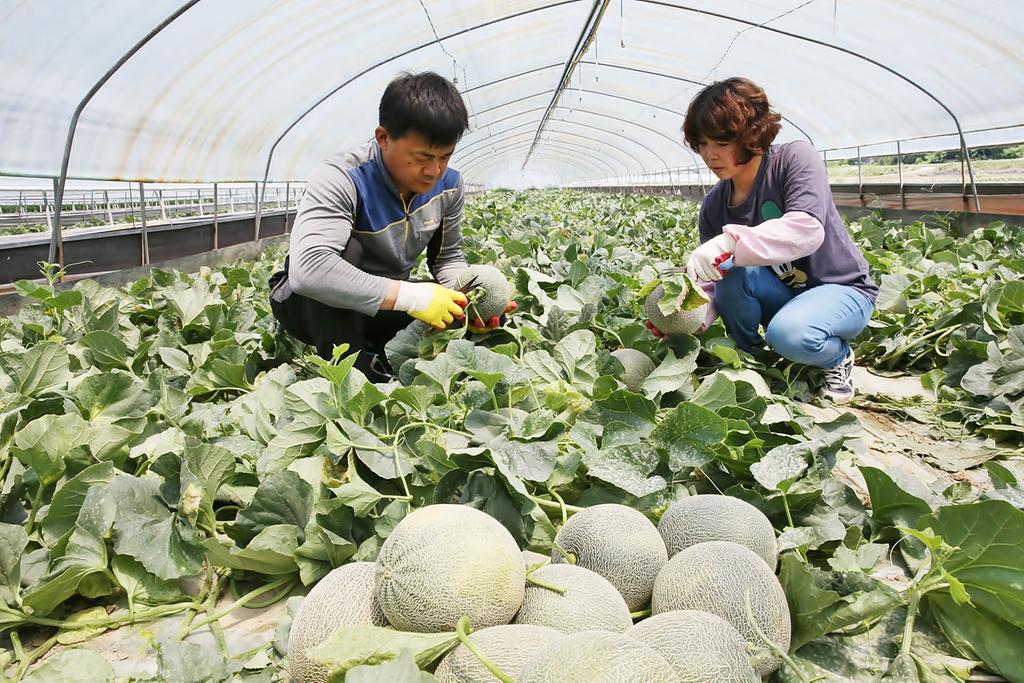 향긋하고 달콤한 합천 쌍책 멜론 첫 출하