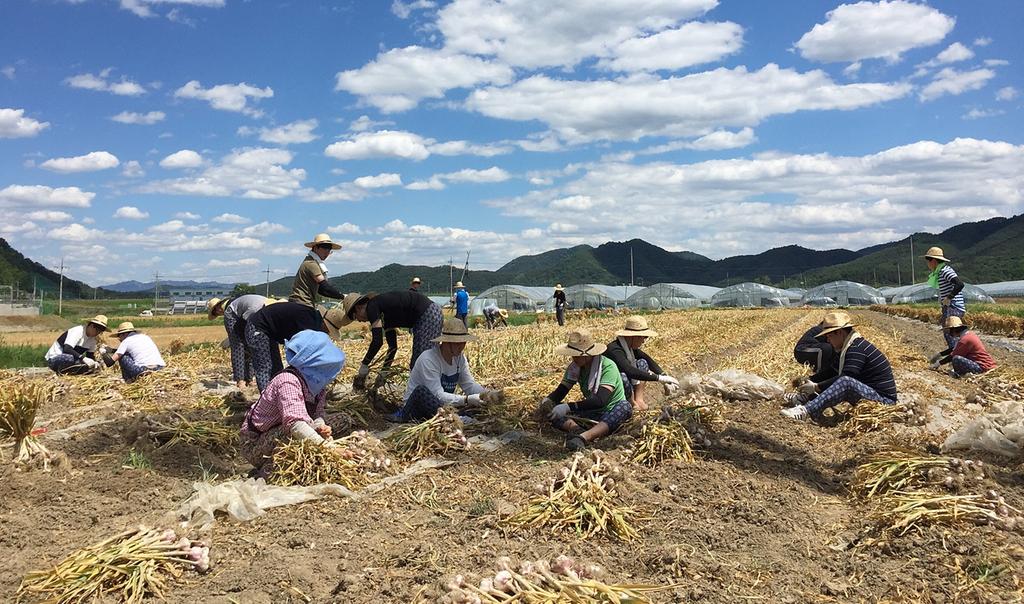 쌍책면 『부경대학교 학생』 농촌봉사활동 실시