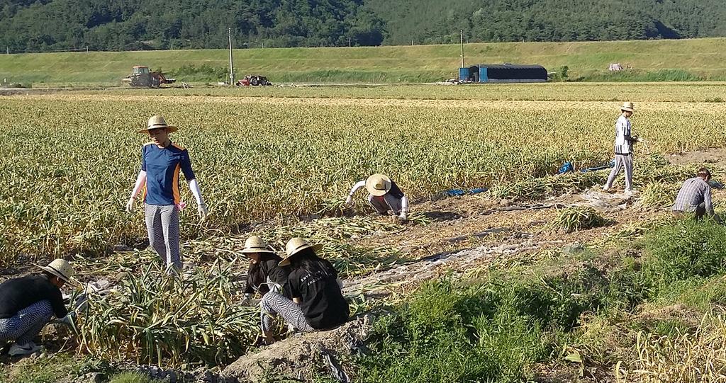 부경대학교 학생들, 덕곡면에서 농촌일손에 나서...