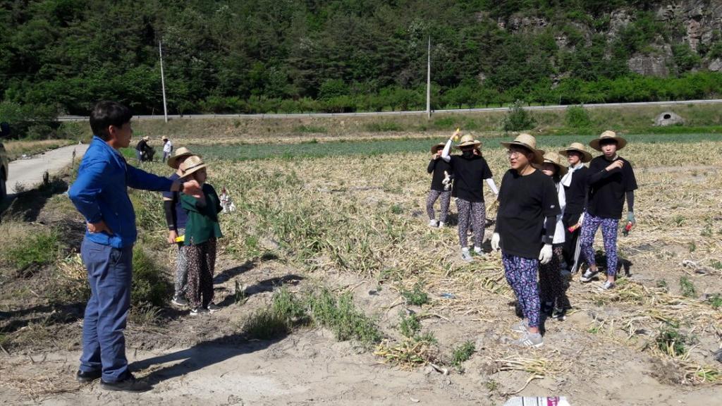 부경대 학생 650명, 합천군에서 마늘 수확 일손 도와...