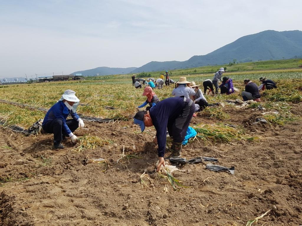 청덕면․축산과 공무원들, 농촌일손돕기 실시