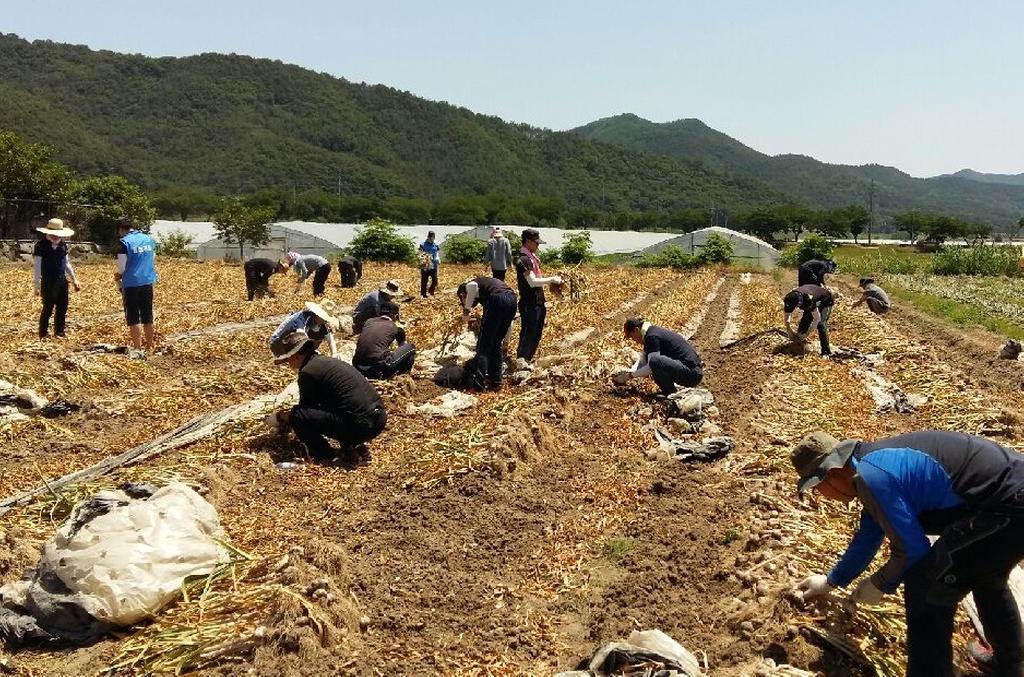 합천경찰서 직원, 적중면에서 농촌 일손 돕기 나서