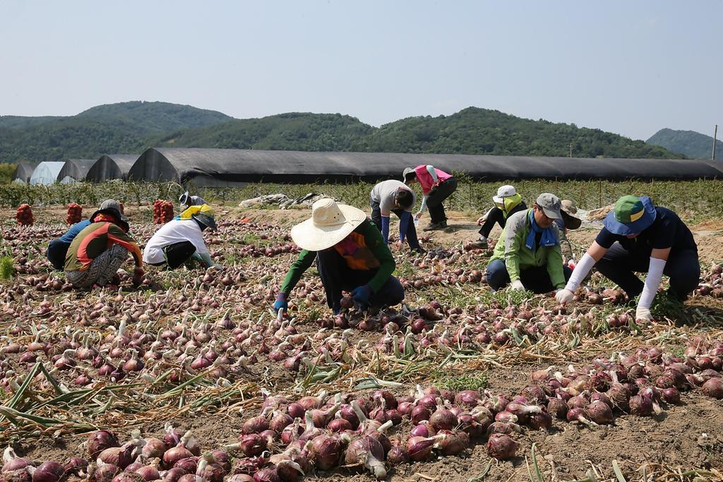 합천군 공무원 농번기 농촌일손돕기 구슬땀