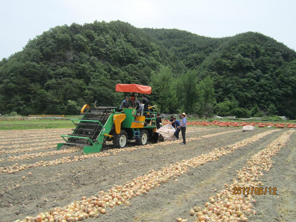 합천군 가회면 기계 양파 수확 시연회 및 교육