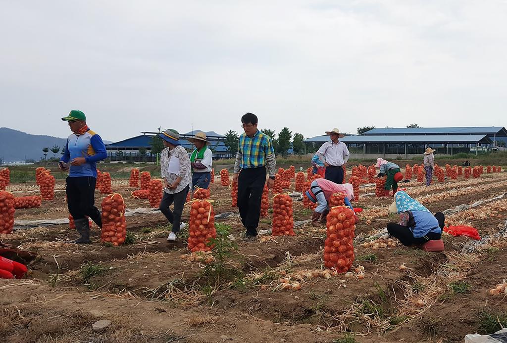 적중면, 본격적인 양파수확기 맞아 일손 돕기 한창