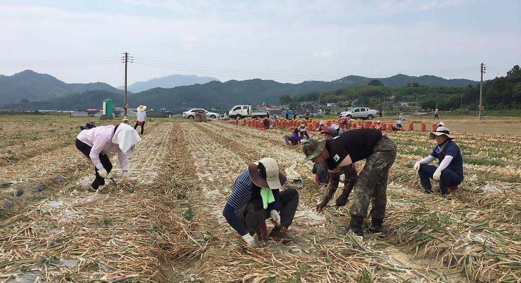 쌍책면, 가뭄 속 단비 같은 농촌일손돕기