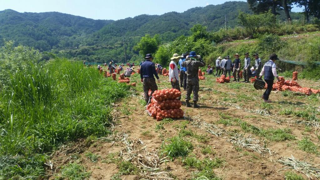 주부민방위기동대 합천군연합회, 5870부대 4대대 농촌일손 돕기