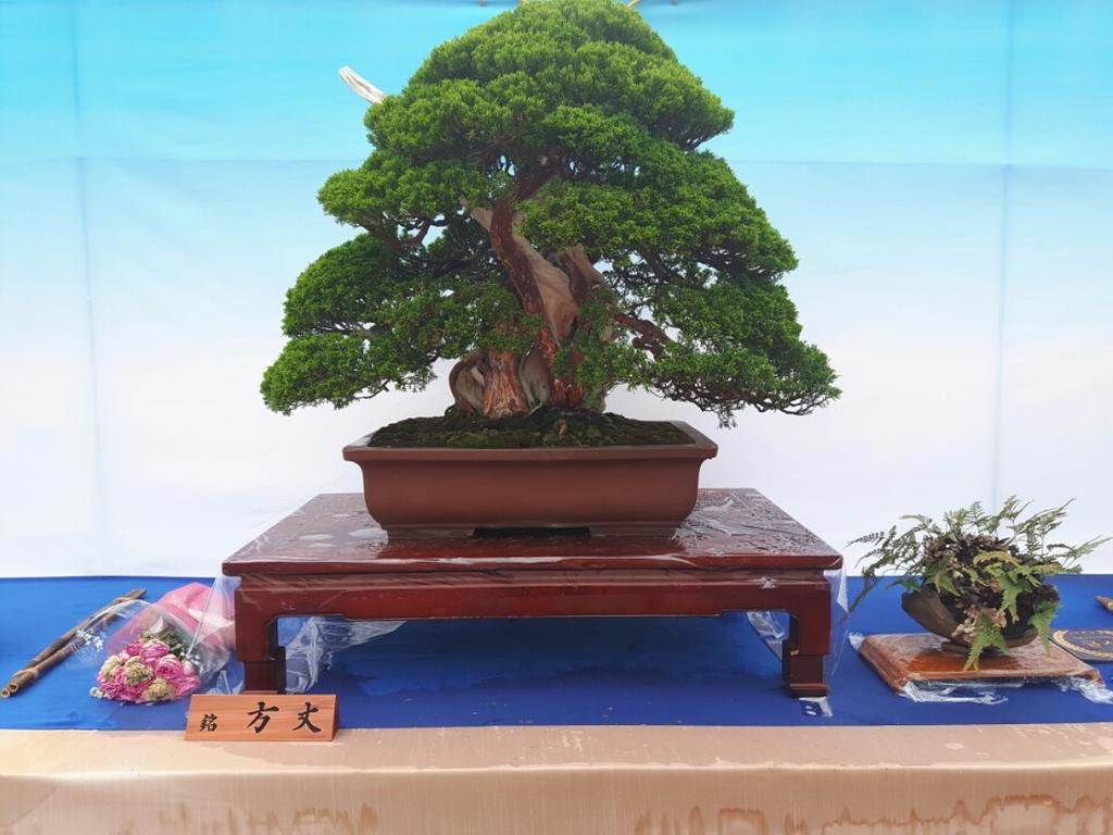 제6회 대한민국 분재대전‘금상’수상 쾌거