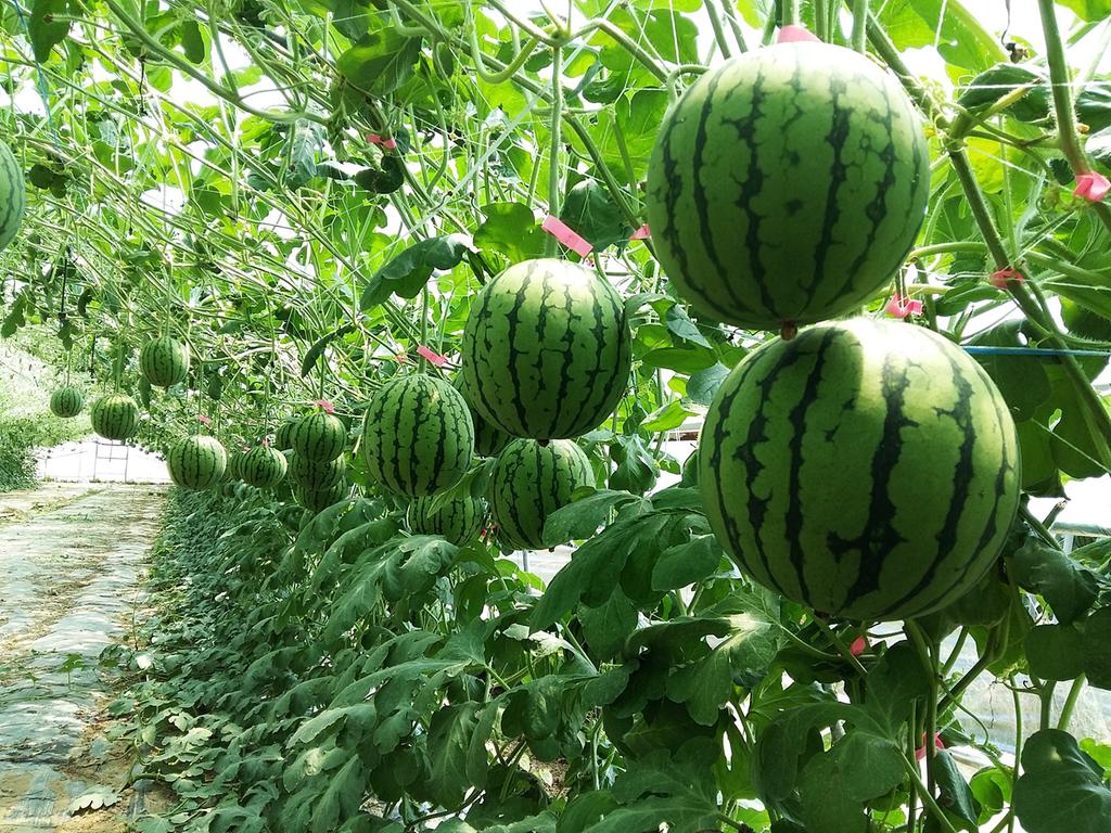 합천군 애플수박 본격 출하