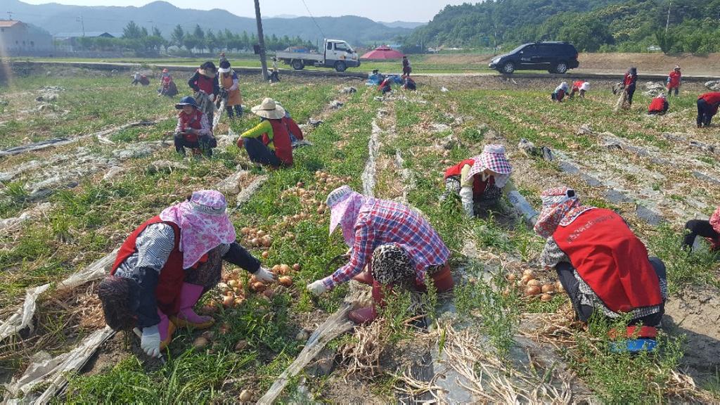 합천군 여성단체협의회, 어려운 농가 일손 돕기 나서 