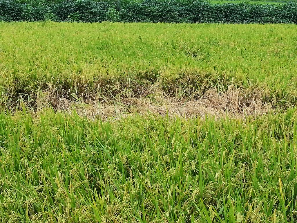 합천군, 벼 재해보험가입 6월 30일까지 연장!