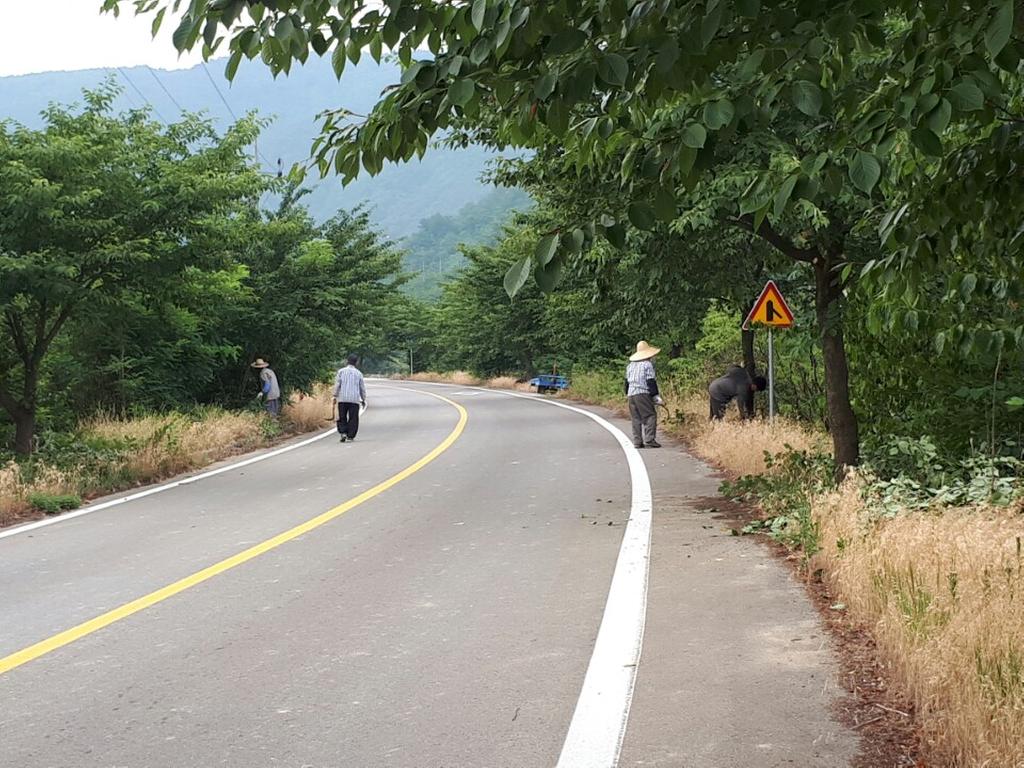 적중면 명곡경로당 회원 벚꽃 나무 가지치기