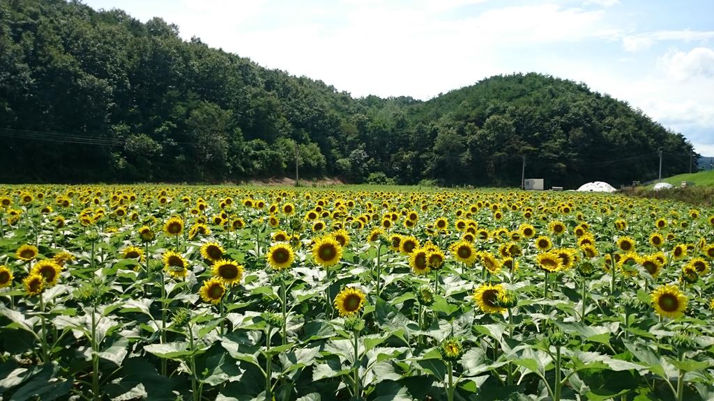 쌍책면 해바라기 꽃길로 나들이 오세요
