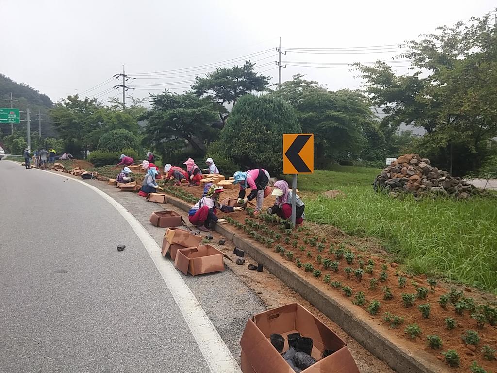 묘산면, 2017년 대장경세계문화축전 대비 국화꽃 식재