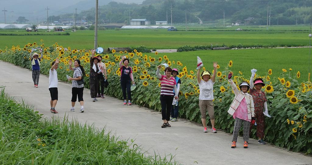 “환상의 쌍책면 해바라기 꽃길”함께 걸어요