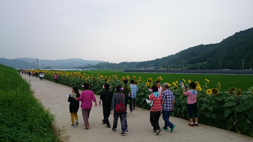 쌍책면 해바라기 꽃길 건강걷기대회 성료