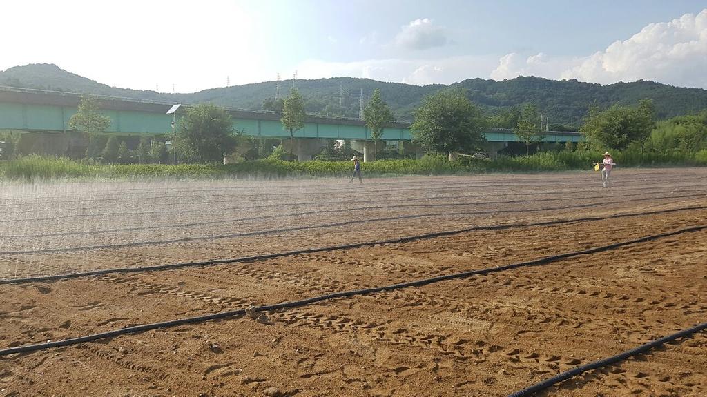 합천군 농업기술센터, 핫들 생태공원 내 메밀꽃 재배단지 조성