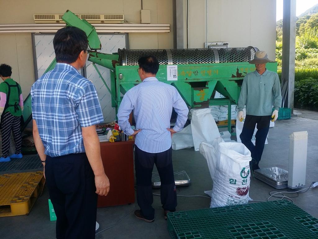  - 합천호농협 대병지점 햇밤 첫 수매 - 
