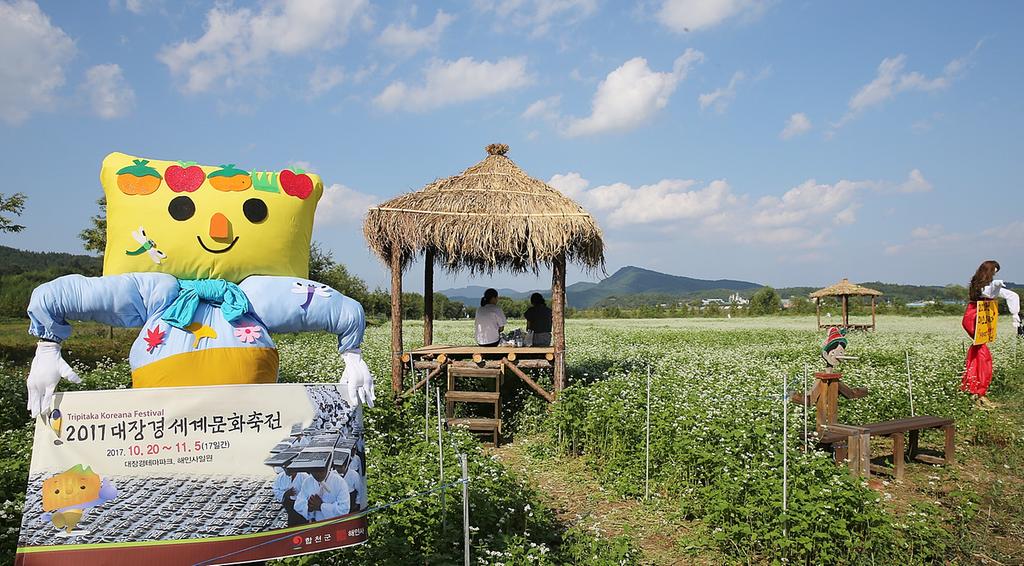 합천 메밀꽃밭으로 “인생사진”찍으러 오세요