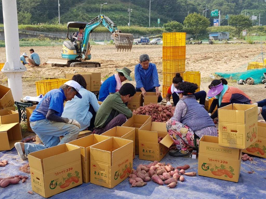 율곡면 영전수변공원“고구마 수확”