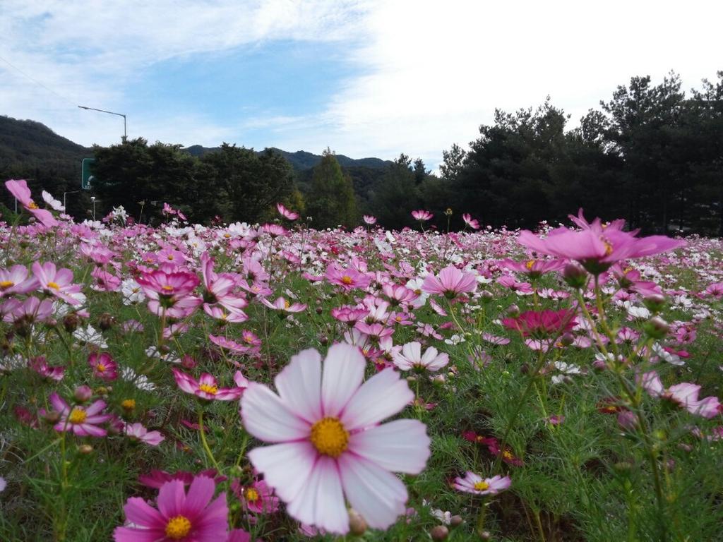 야로면 해인사IC 입구 코스모스 꽃구경 오세요