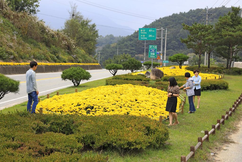 “가을 정취 물씬 묻어 나는 국화향에 취해 보세요