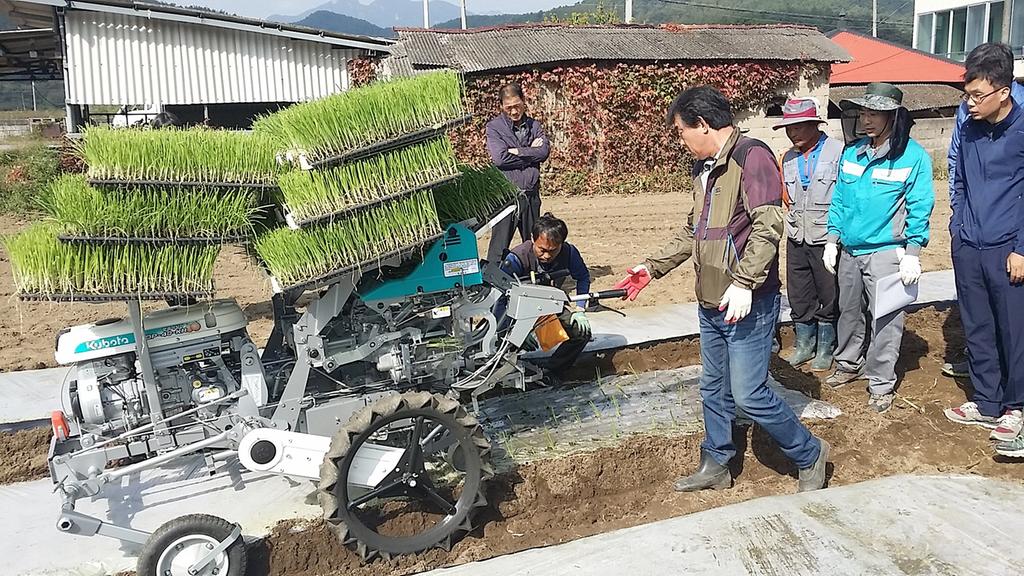 합천군 가회면, 양파 이식 시연회 개최  