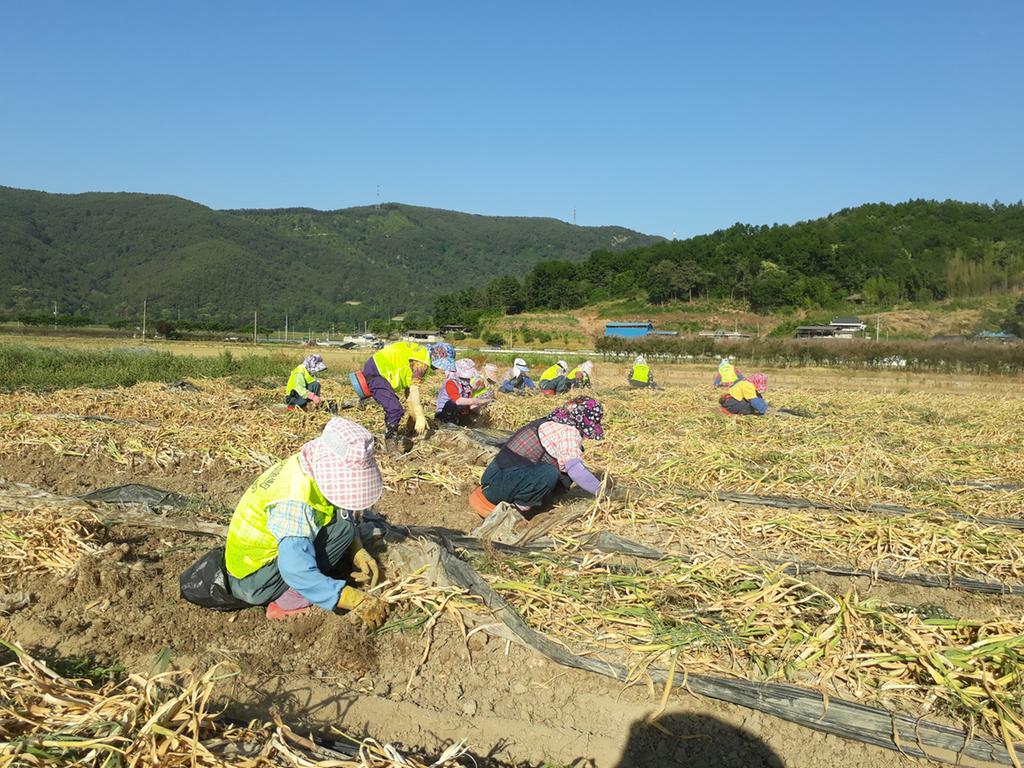   농촌인력은행, 농번기 효자 노릇 톡톡