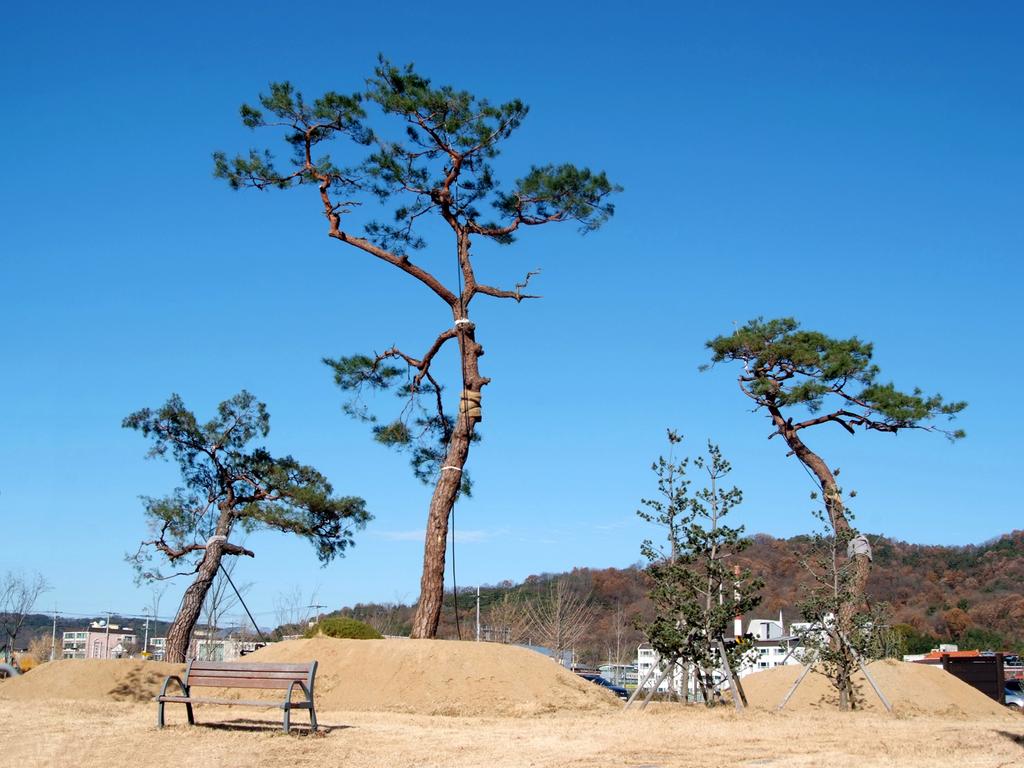 150년생 소나무 헌수목 3주 “초계 대공원”으로 옮겨