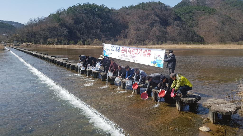 합천군, 황강에 어린 은어 3만 마리 방류