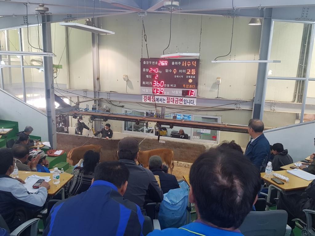 합천 등록우 경매시장 1달여만에 재개장