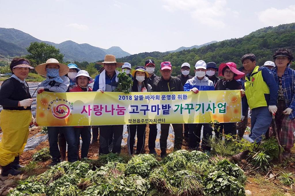합천읍주민자치위원회 사랑나눔 고구마 밭 가꾸기